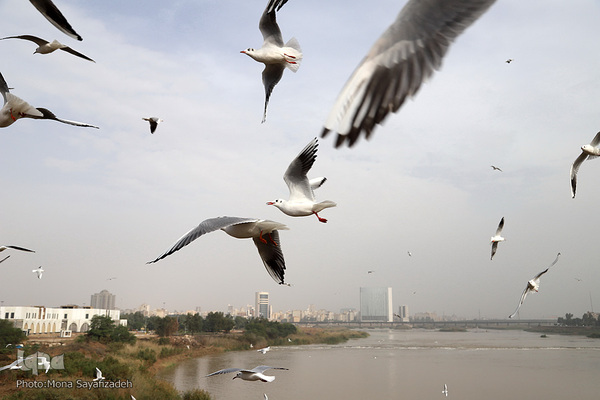 پرندگان مهاجر، مهمان اهوازی‌ها