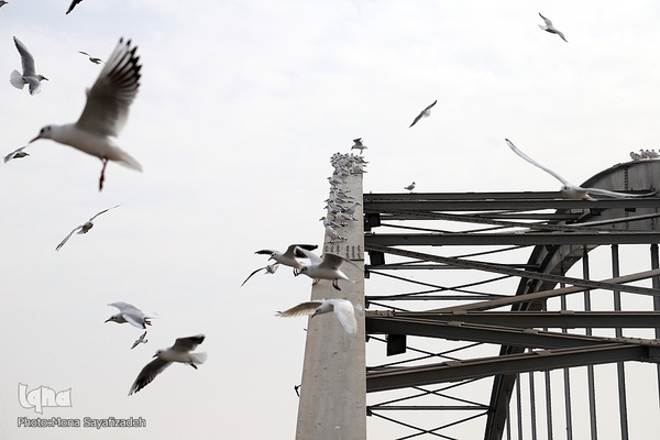 پرندگان مهاجر، مهمان اهوازی‌ها