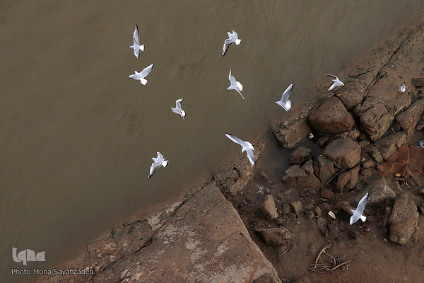 پرندگان مهاجر، مهمان اهوازی‌ها