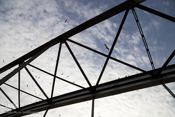 پرندگان مهاجر، مهمان اهوازی‌ها