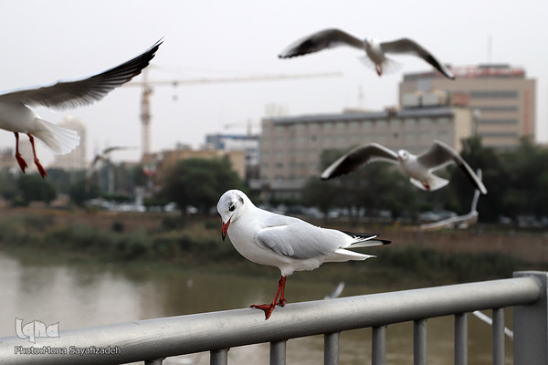 پرندگان مهاجر، مهمان اهوازی‌ها