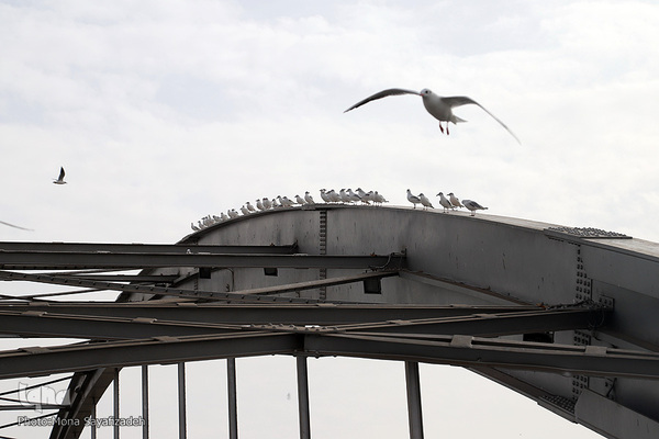 پرندگان مهاجر، مهمان اهوازی‌ها