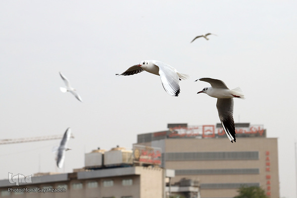 پرندگان مهاجر، مهمان اهوازی‌ها