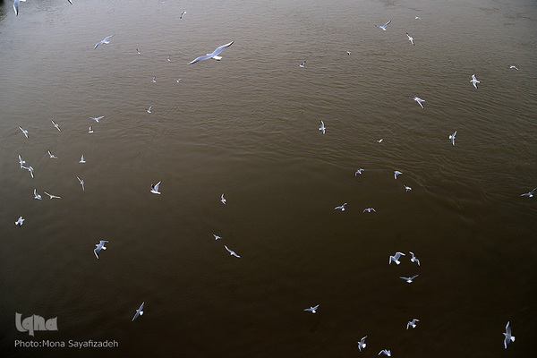 پرندگان مهاجر، مهمان اهوازی‌ها