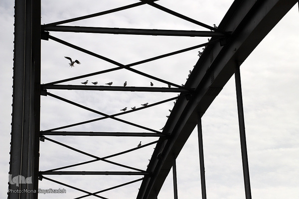 پرندگان مهاجر، مهمان اهوازی‌ها