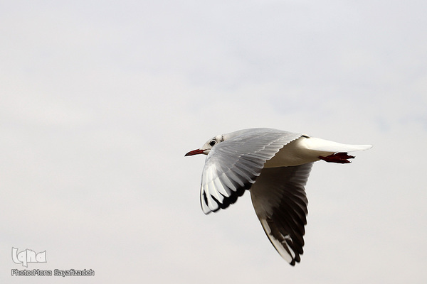 پرندگان مهاجر، مهمان اهوازی‌ها