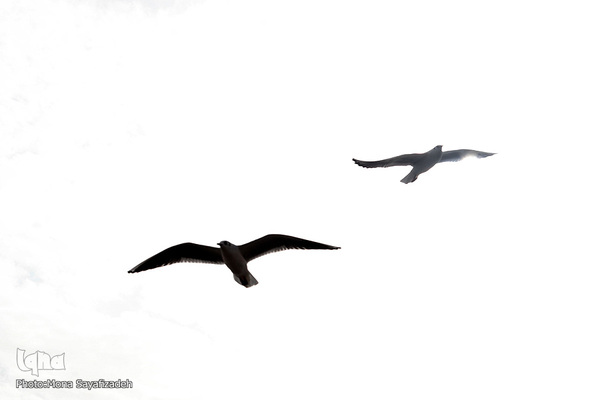 پرندگان مهاجر، مهمان اهوازی‌ها