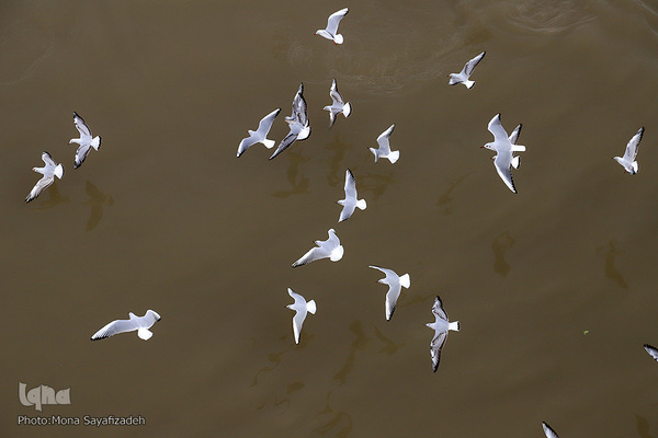 پرندگان مهاجر، مهمان اهوازی‌ها