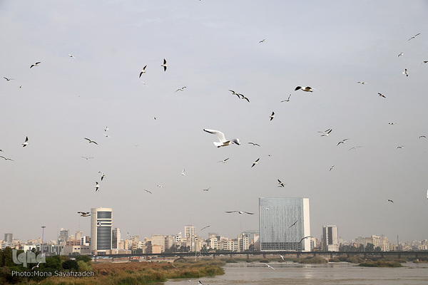 پرندگان مهاجر، مهمان اهوازی‌ها