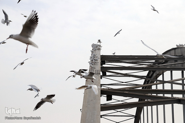 پرندگان مهاجر، مهمان اهوازی‌ها