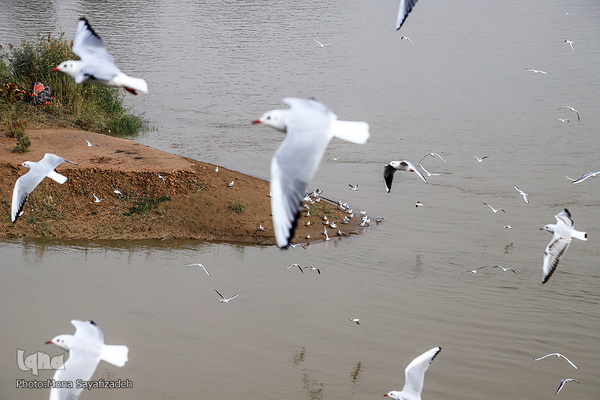 پرندگان مهاجر، مهمان اهوازی‌ها