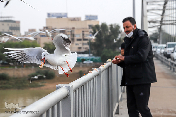 پرندگان مهاجر، مهمان اهوازی‌ها