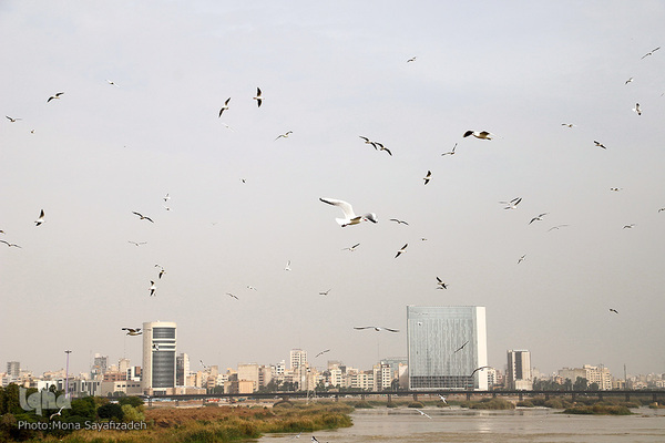 پرندگان مهاجر، مهمان اهوازی‌ها