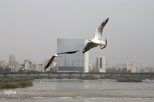 پرندگان مهاجر، مهمان اهوازی‌ها
