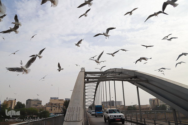 پرندگان مهاجر، مهمان اهوازی‌ها