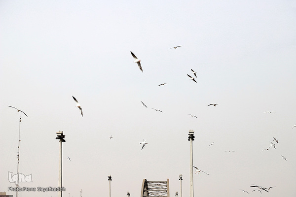 پرندگان مهاجر، مهمان اهوازی‌ها