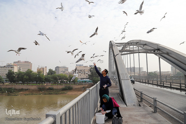 پرندگان مهاجر، مهمان اهوازی‌ها