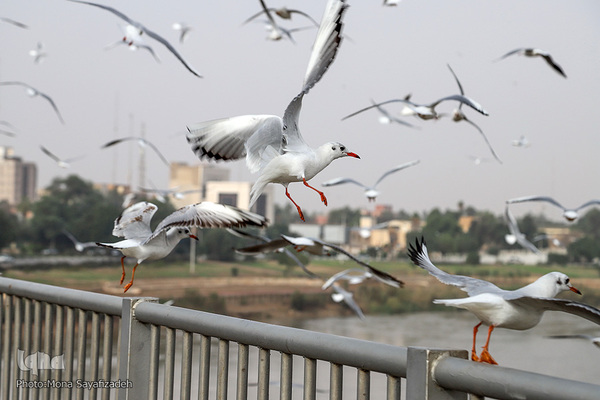 پرندگان مهاجر، مهمان اهوازی‌ها