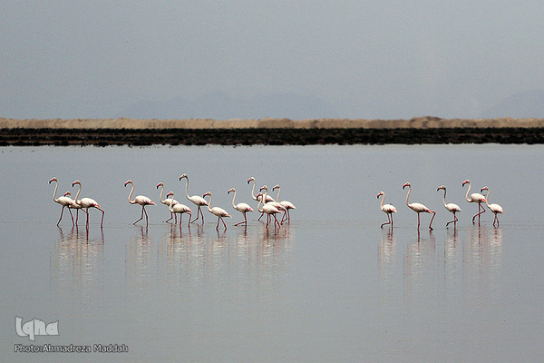تالاب بین‌المللی کمجان فارس