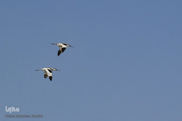 تالاب بین‌المللی کمجان فارس