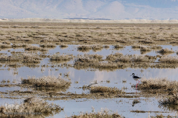 تالاب بین‌المللی کمجان فارس