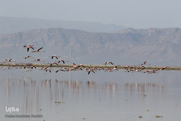 تالاب بین‌المللی کمجان فارس