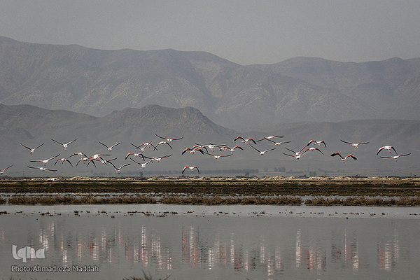 تالاب بین‌المللی کمجان فارس