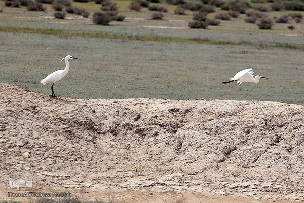 تالاب بین‌المللی کمجان فارس