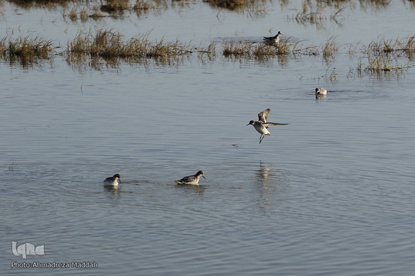 تالاب بین‌المللی کمجان فارس