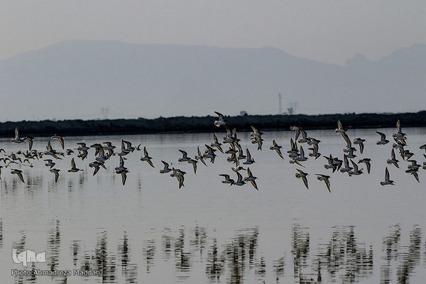 تالاب بین‌المللی کمجان فارس