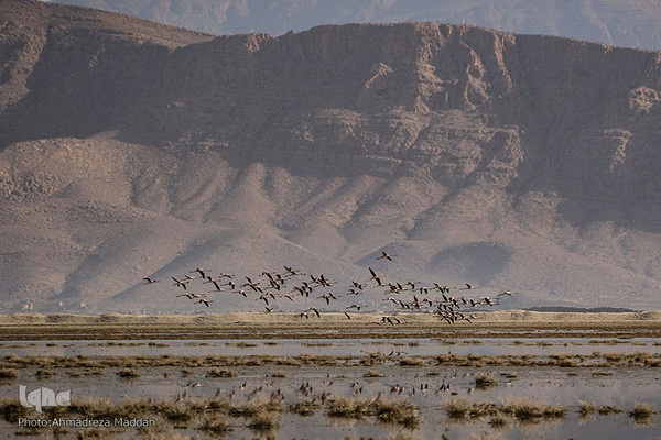 تالاب بین‌المللی کمجان فارس