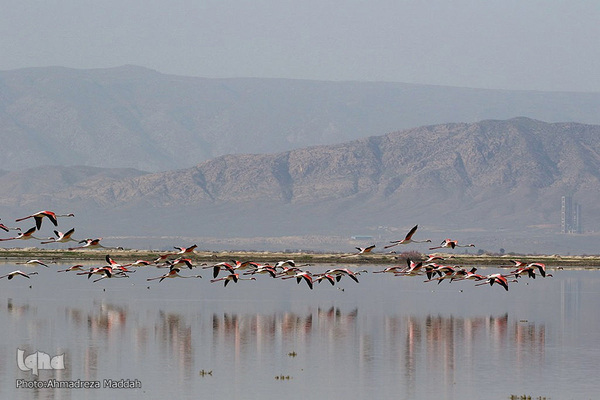 تالاب بین‌المللی کمجان فارس
