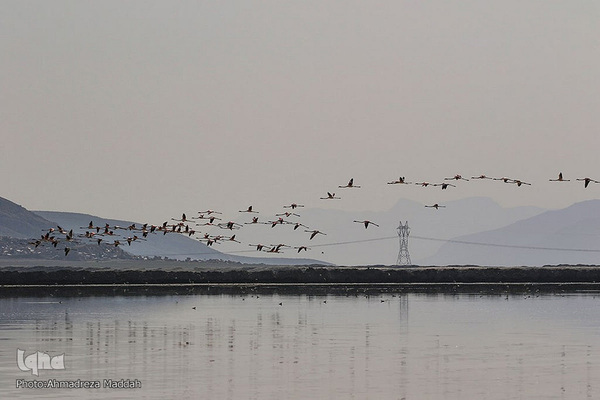 تالاب بین‌المللی کمجان فارس
