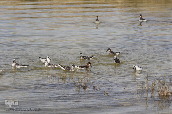 تالاب بین‌المللی کمجان فارس