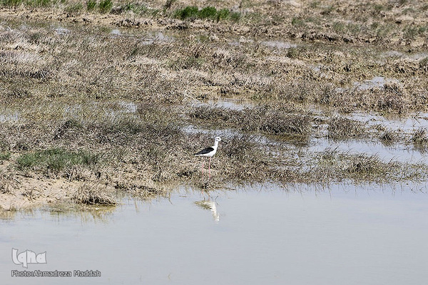 تالاب بین‌المللی کمجان فارس
