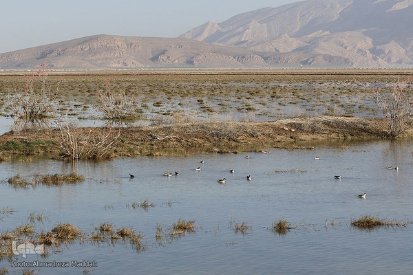 تالاب بین‌المللی کمجان فارس