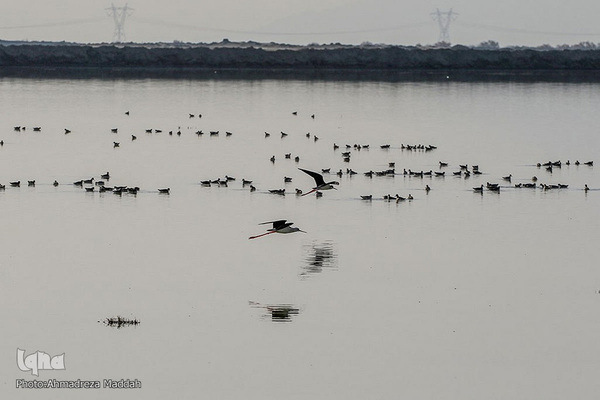 تالاب بین‌المللی کمجان فارس