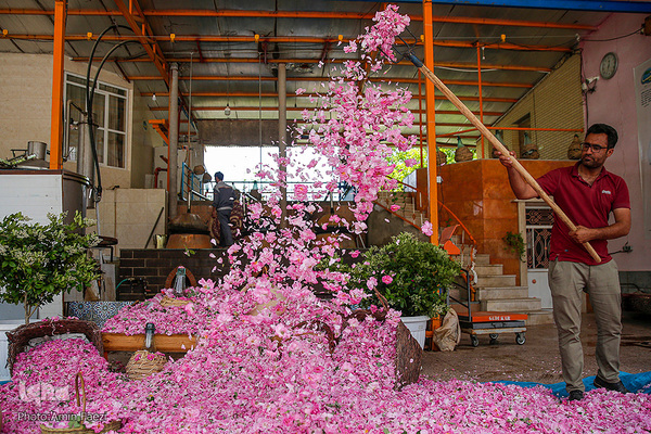 برداشت گل محمدی در میمند فیروزآباد