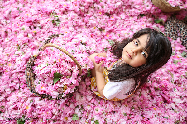 برداشت گل محمدی در میمند فیروزآباد