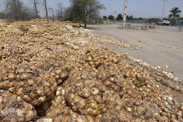 رها شدن و فساد صدها تن پیاز در حاشیه جاده روستاهای بخش هشتبندی شهرستان میناب هرمزگان