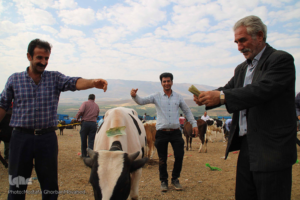 بازار دام دواب اهر در روز عید قربان