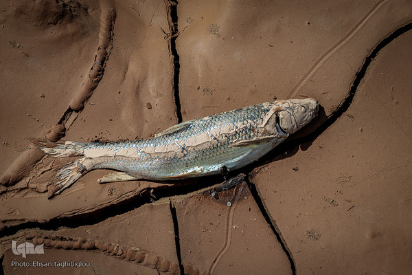 مرگ ماهی‌ها در رودخانه دائمی قزل اوزن کردستان