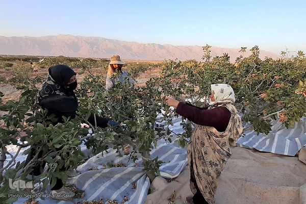 برداشت پسته در خراسان جنوبی