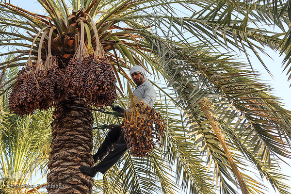 برداشت خرما در روستای غزاویه اهواز