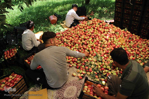 برداشت سیب از باغات میوه شهرستان اهر