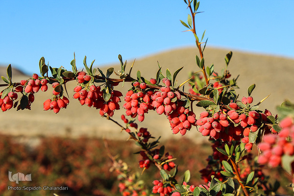چشم‌نوازی یاقوت سرخ در خراسان‌جنوبی