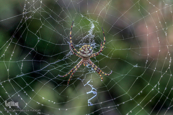 و اگر بدانند سست‌ترین خانه‌ها؛ خانه عنکبوت است