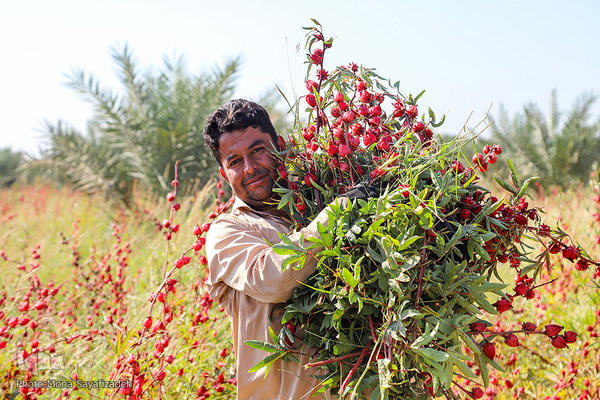برداشت چای ترش در شهرستان کارون