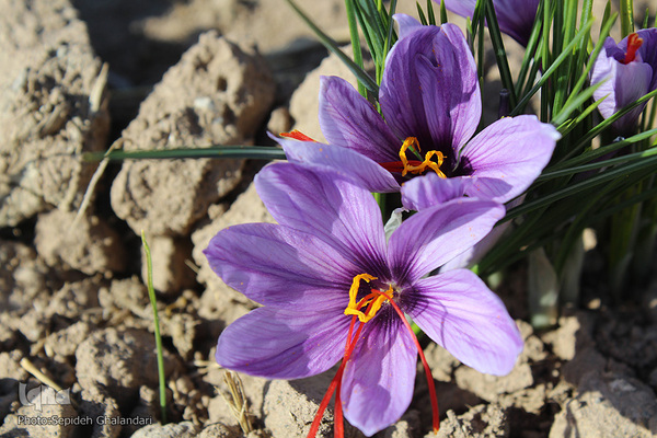 برداشت زعفران در خراسان جنوبی