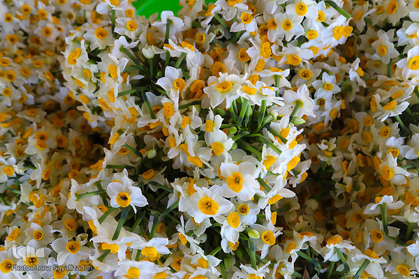 برداشت گل نرگس در بهبهان 